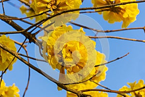 The handroanthus chrysanthus Jacq. S.O.Grose and the bee