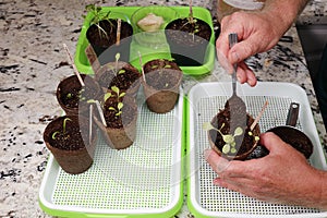 Hands Add Potting Soil to Seedling Lettuce Plant with a Spoon