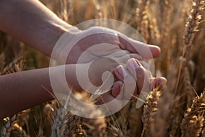 Hands of an adult and a child in a wheat field. Transfer of experience in grain cultivation and bread production. Close-up