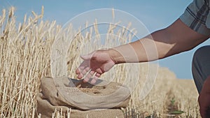 Hands of adult farmer touching and sifting wheat grains in a sack. Wheat grain in a hand after good harvest. Agriculture