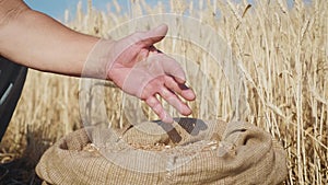 Hands of adult farmer touching and sifting wheat grains in a sack. Wheat grain in a hand after good harvest. Agriculture