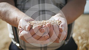 Hands of adult farmer touching and sifting wheat grains in a sack. Wheat grain in a hand after good harvest. Agriculture