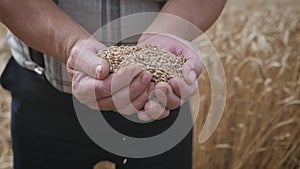 Hands of adult farmer touching and sifting wheat grains in a sack. Wheat grain in a hand after good harvest. Agriculture