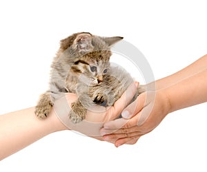 Hands of an adult transfer kitten in the hands of
