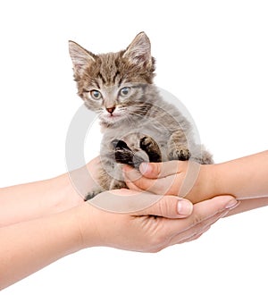 Hands of an adult transfer kitten in the hands of