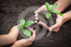 The hands of adults and children holding green seedlings, Environment Earth Day In the hands of trees growing seedlings, reduce