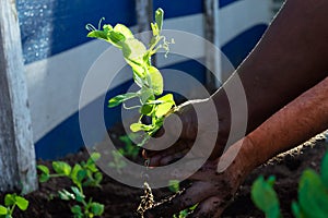 Hands of African American woman and white man helping each other plant