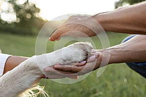 hands of african american young couple holding dog& x27;s paw and taking care in park, closeup of retriever& x27;s paw