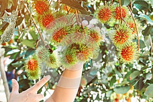 Hands of agriculturist woman check the quality of rambutuns in a farm.