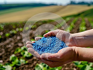 The hands of an agronomist hold blue fertilizer granules against the background of a plowed field with green plants photo