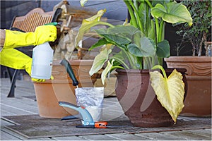 Hands applying fumigation product with a sprayer to a damage potted plant.