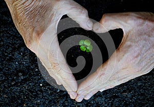 Hands around a small plant in the soil