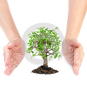 Hands around small tree