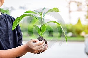 Hands Asian child boy holding a little green plant with soil. Growing tree.