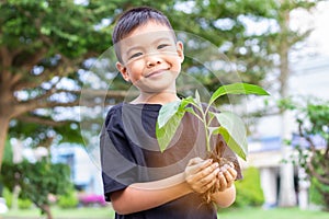 Hands Asian child boy holding a little green plant with soil. Growing tree.