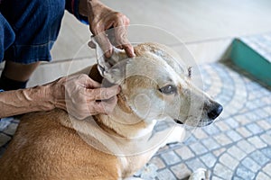 Hands of asian woman is checking for fleas and ticks in the dog,looks at tick in dogâ€™s ear canal,examination,cleanliness,