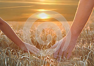 Hands on barley