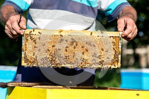Hands of beekeeper pulls out from the hive a wooden frame with honeycomb. Collect honey. Beekeeping concept