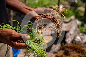 Hands of Black African Man Holding Harvested Drying Seaweed in Jambiani, Zanzibar photo