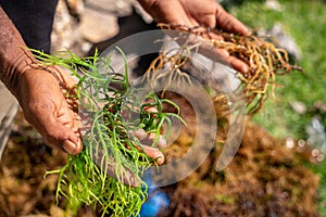 Hands of Black African Man Holding Harvested Drying Seaweed in Jambiani, Zanzibar photo