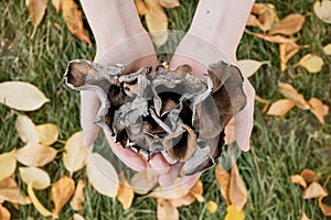 Hands with black chanterelle mushrooms. Craterellus cornucopioides, or horn of plenty trumpet or of the dead