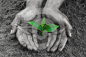 Hands black holding and caring a young green plant