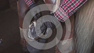 hands blacksmith in black gloves trying on iron horseshoe on horse's hoof close up