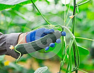 Hands in blue gloves growing cucumbers in greenhouse