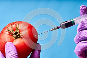 Hands in blue gloves inject liquid from syringe into tomato, genetically modified engineering