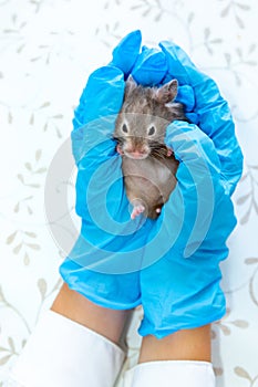 Hands in blue medical gloves hold a gray mouse or a hamster. Veterinary medicine, research, animal treatment, diagnosis.