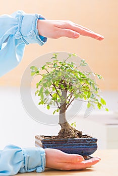 Hands with bonsai tree