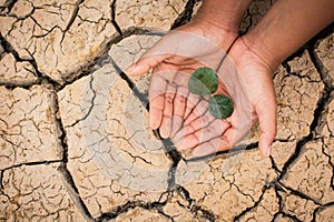 Hands of boy save little green plant on cracked dry ground