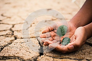 Hands of boy save little green plant on cracked dry ground