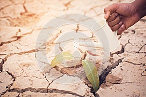 Hands of boy watering little green plant on crack dry ground