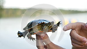 Hands of a boy and a Western Painted Turtle, Chrysemys picta bellii