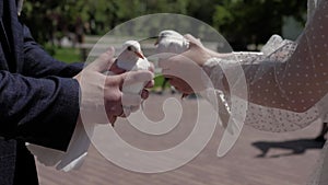 Hands of the bride and groom hold white doves. Sunny summer day. Close-up