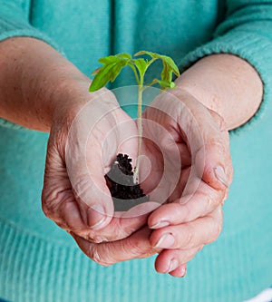 hands carefully hold a young sprout with earth and roots