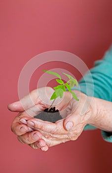 Hands carefully hold a young sprout with earth and roots