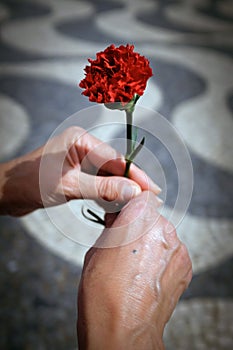 Hands and Carnation