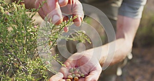 Hands of caucasian male survivalist picking berries from bush in wilderness