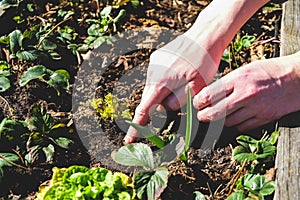 Hands checking soil in the grow box with strawberry plant