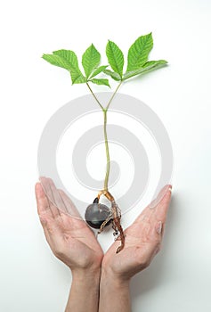 In the hands of a chestnut takes root and sprouts a tree