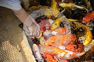 The hands of a child carrying a bottle of fish food Feeding fish in the pond.