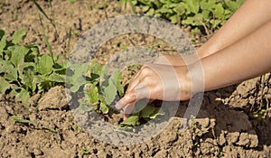 Hands of a child in the garden in the garden,