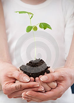 Hands of a child and hands of a woman holding a green sprout