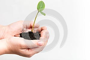 Hands of a child holding green sprout