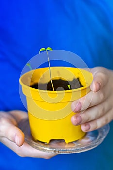 The hands of a child holding a yellow pot with a small green sprout. Close-up. Spring plantings
