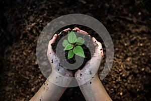 Hands child holding young plants on the back soil in the nature park of growth of plant