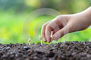 Hands child holding young plants on the back soil in the nature park of growth of plant for reduce global warming.