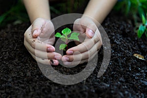 Hands child holding young plants keep environment on the back soil in the nature park of growth